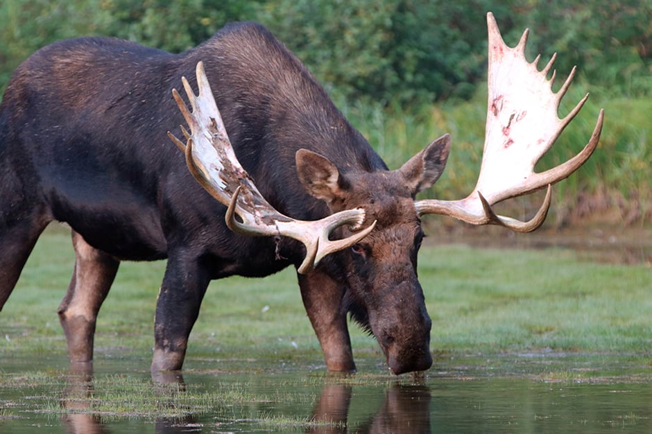 Glacier National Park Moose