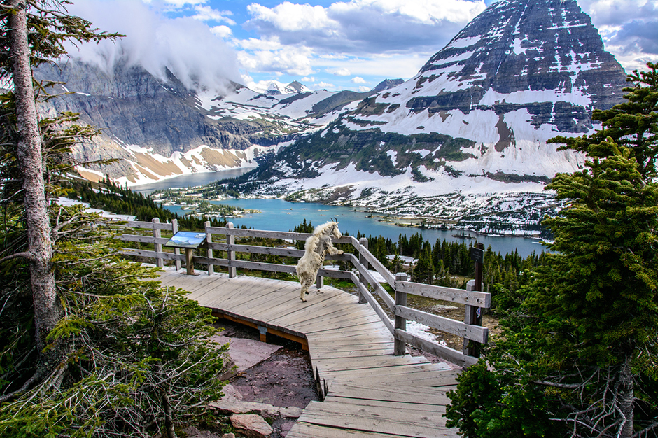 9 Interesting Facts About Glacier National Park | Amtrak Vacations®