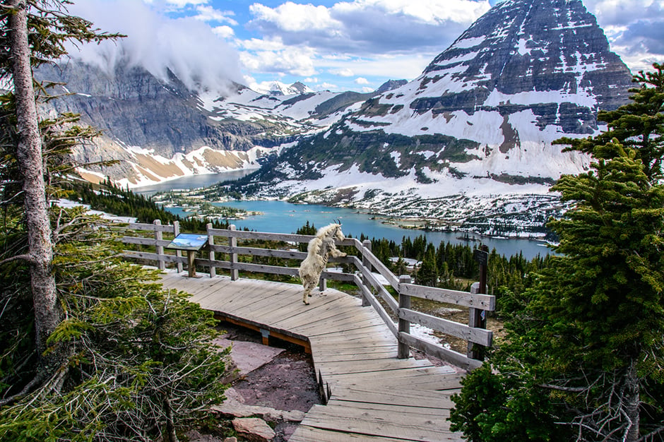 goat overlooking rails at Glacier National Park