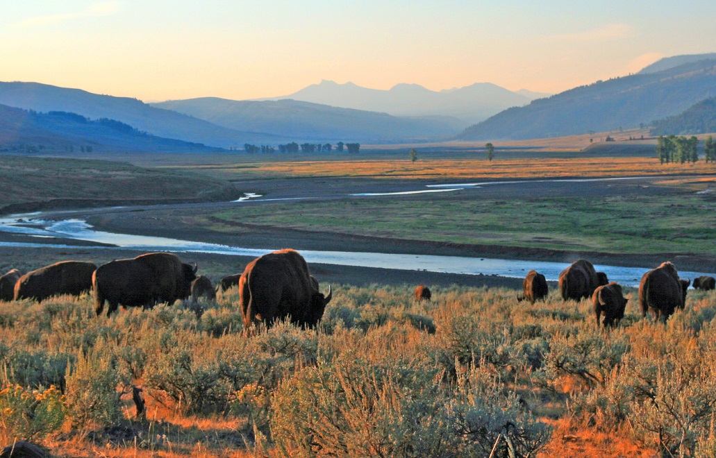 Bison Buffalo herd at dawn in the Lamar Valley of Yellowstone National Park in Wyoiming USA