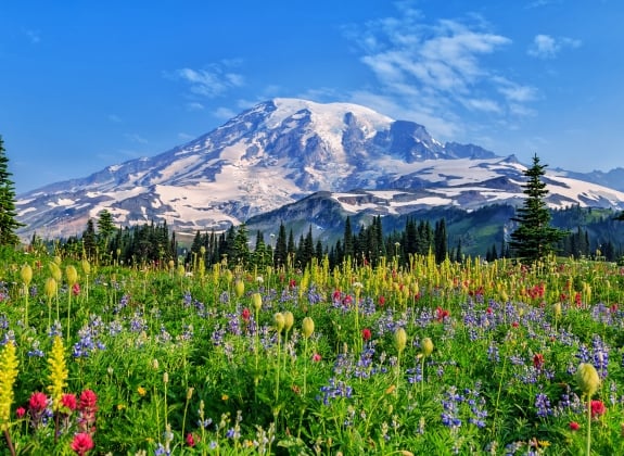 flowers in the field of Mount Rainier National Park