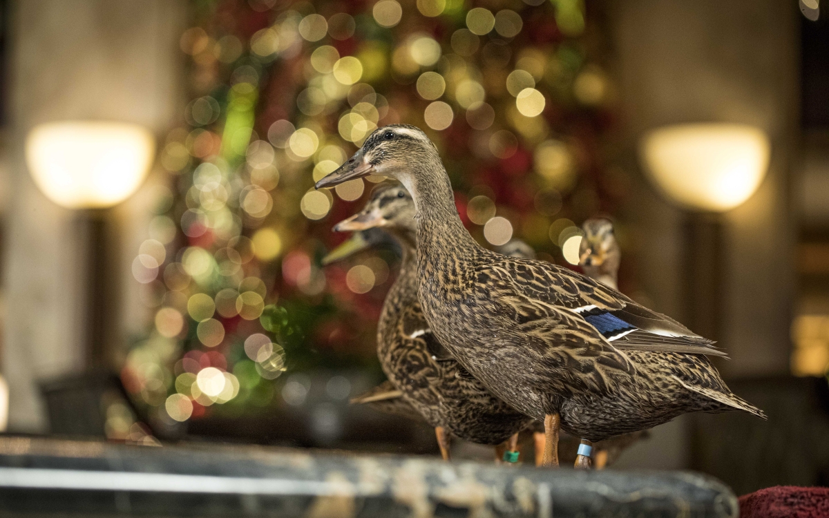 Peabody-Christmas-Ducks