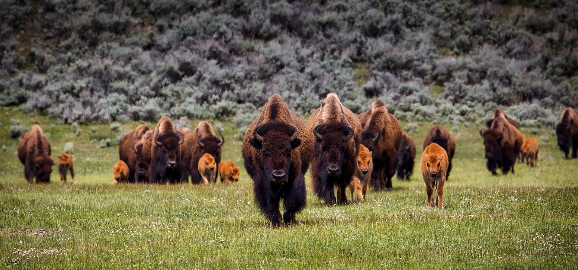 Bison-in-Yellowstone_1280x550 Bison-in-Yellowstone_1280x550