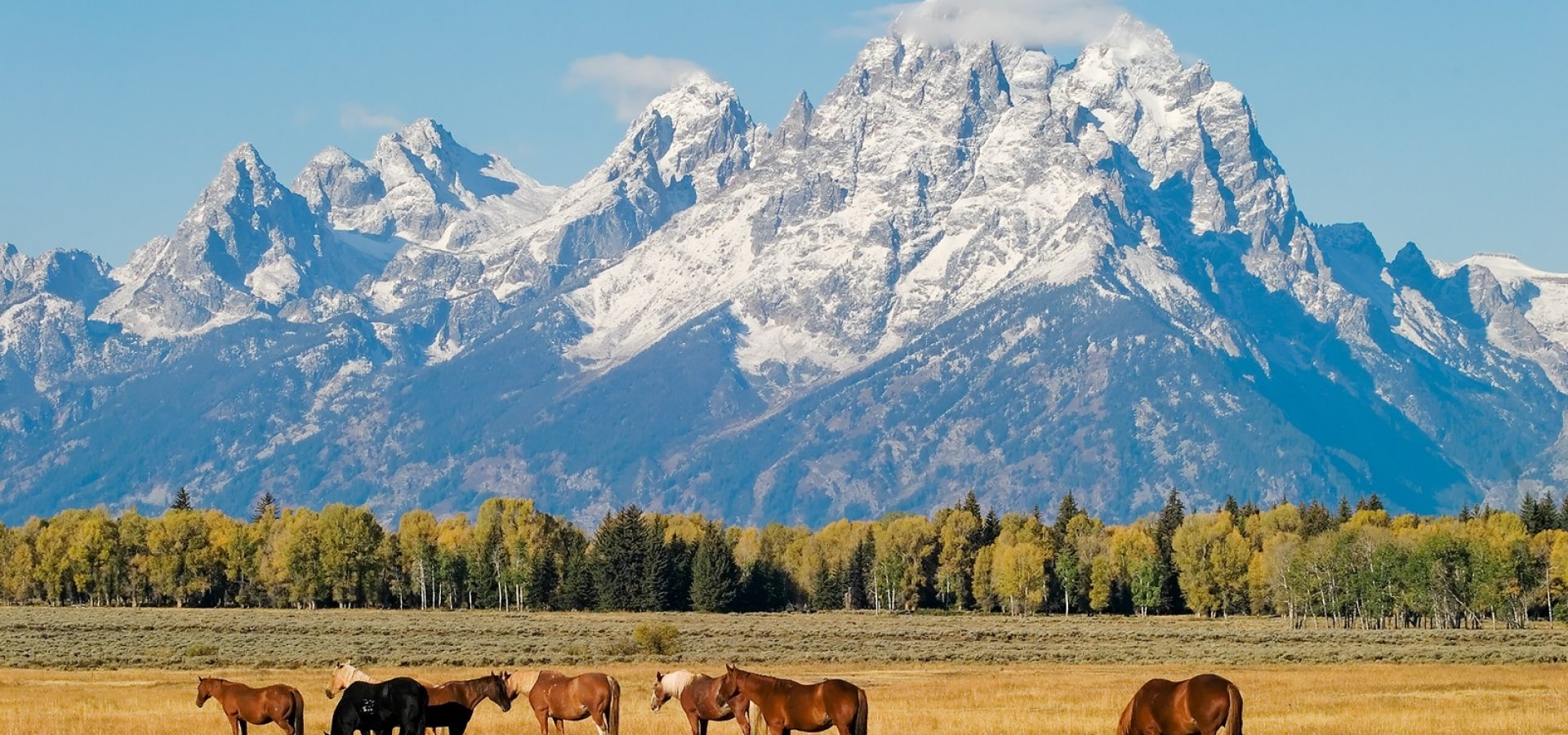 Grand_Teton_Horses Grand_Teton_Horses