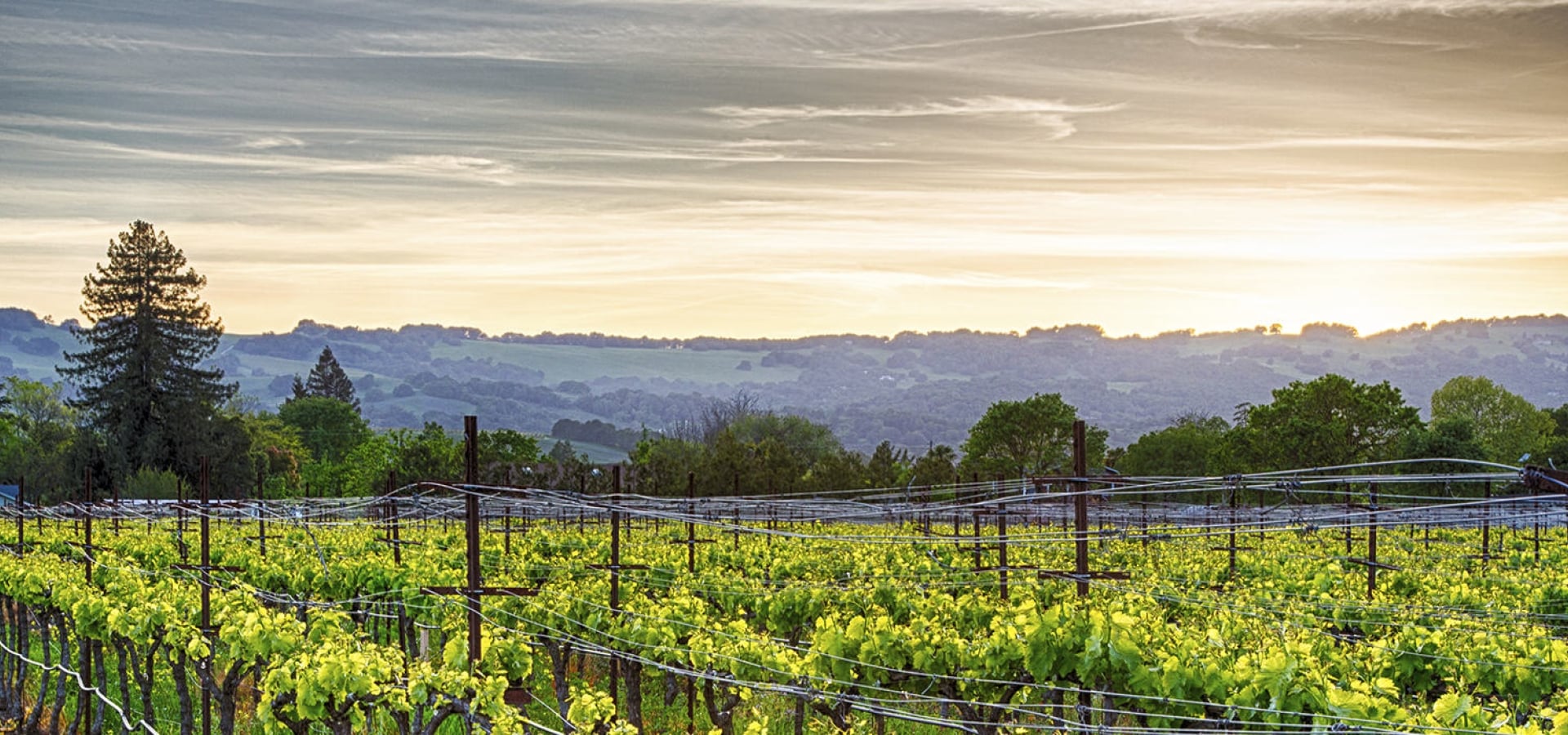 San Francisco Getaway: Napa Valley Wine Train | Amtrak Vacations®