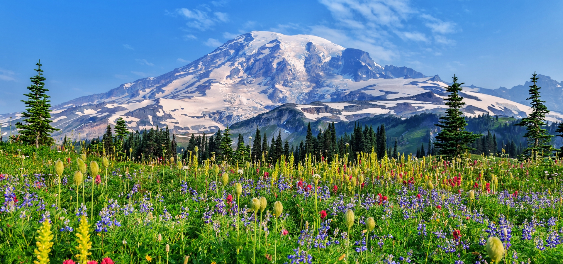flowers in the field of Mount Rainier National Park