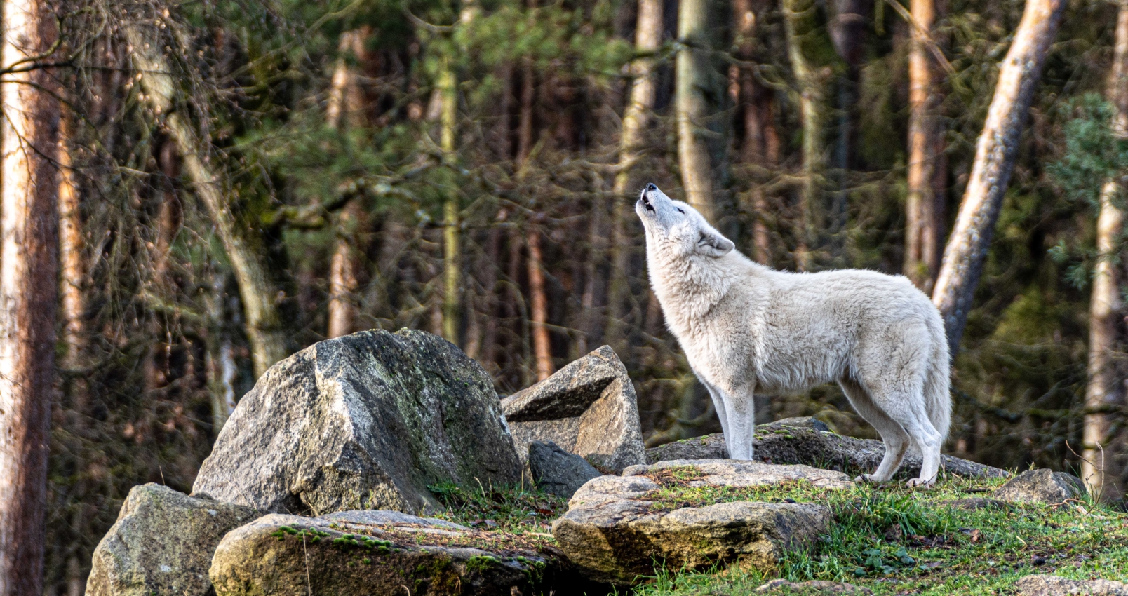 wolf in national park howling
