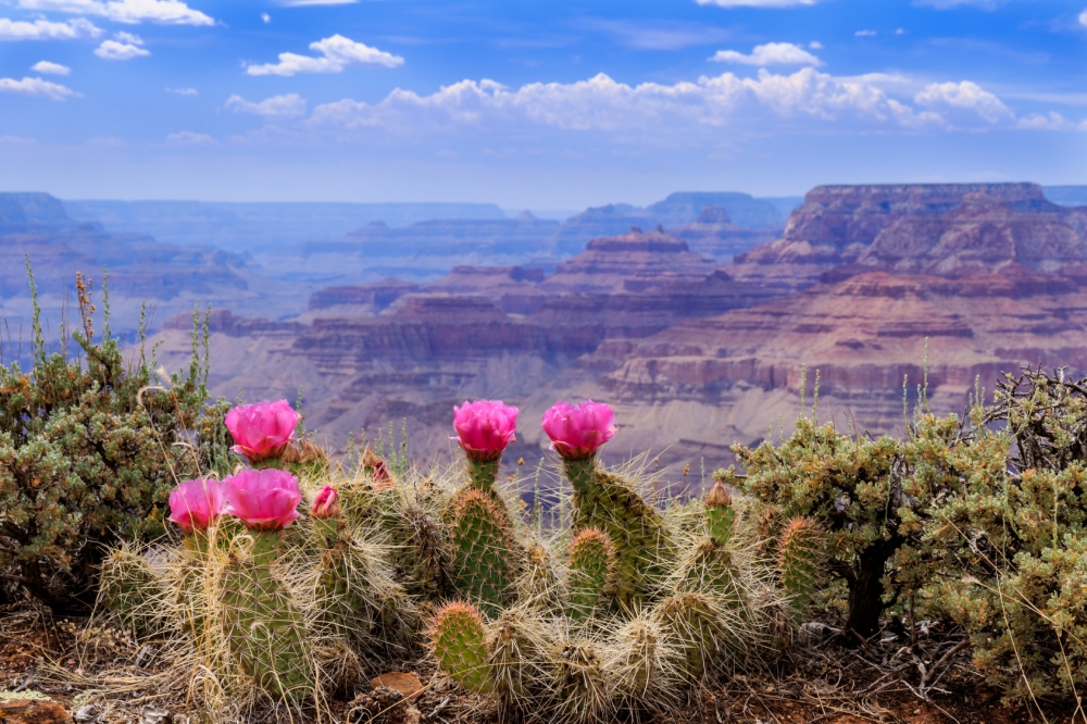 A prickly pear cactus proudly displays its vivid pink blossoms.on the Grand Canyon Rim.