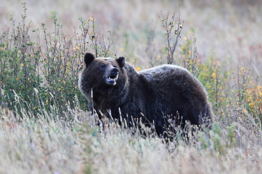 Grizzly bear in Glacier National Park, Montana