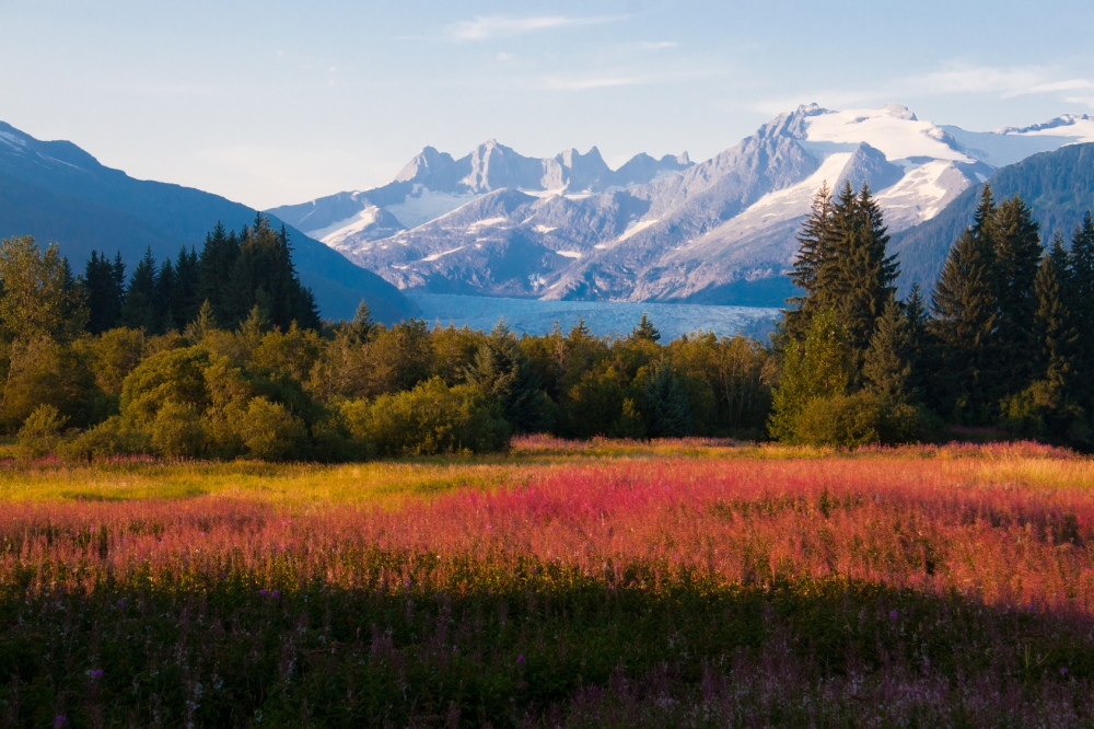 Juneau, Alaska. Mendenhall Glacier Viewpoint with Fireweed in bloom.