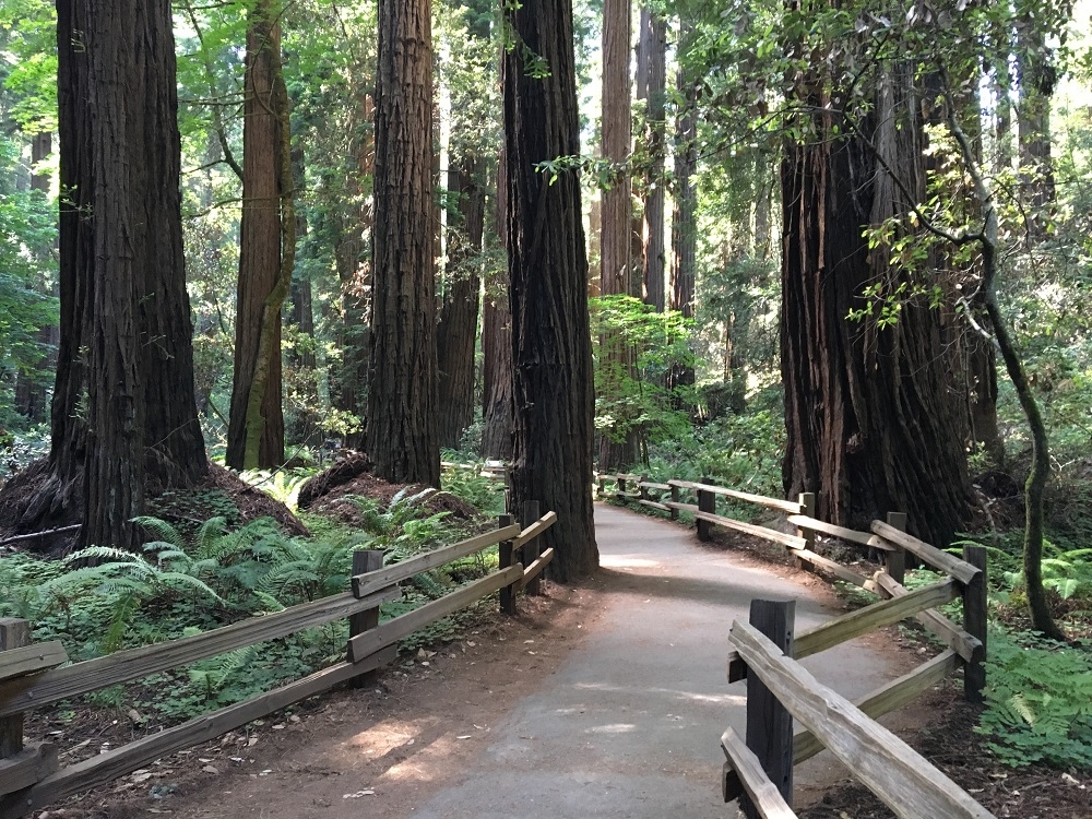 Muir Woods Trees