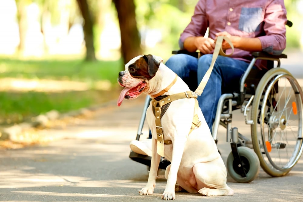 dog next to wheelchair