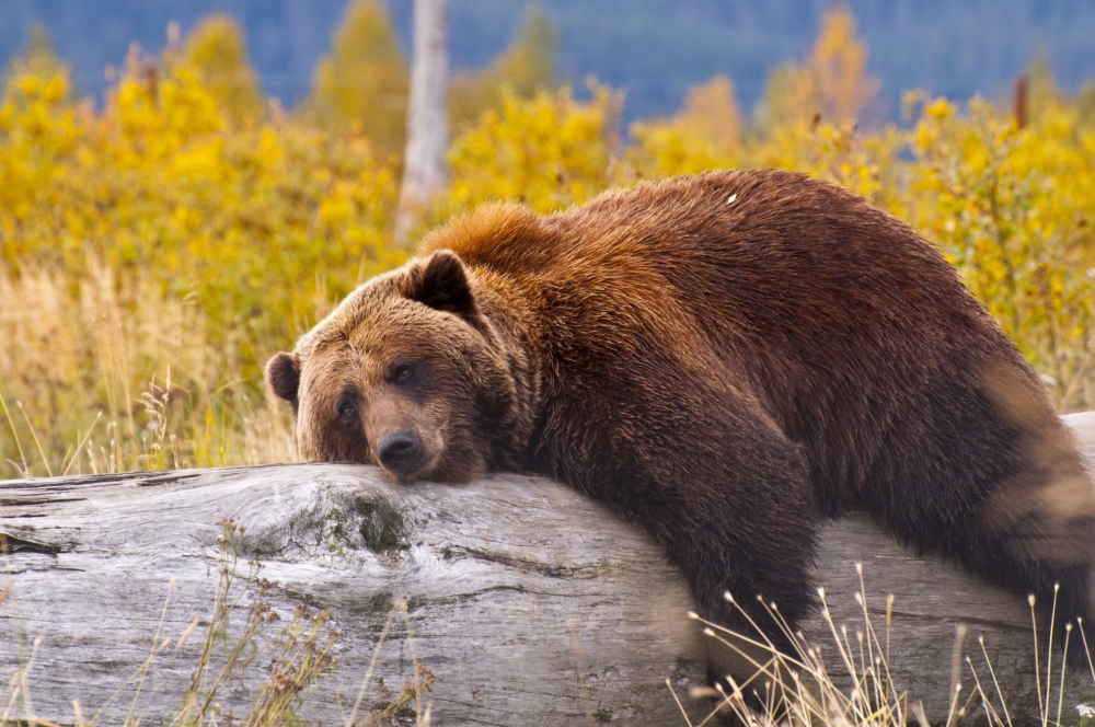 bear laying on a log in denali national park